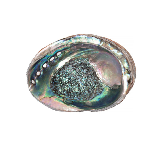 Sarimoire - Abalone Shells, 5 - 6 Inches, Blue Green, Mexican, Displays